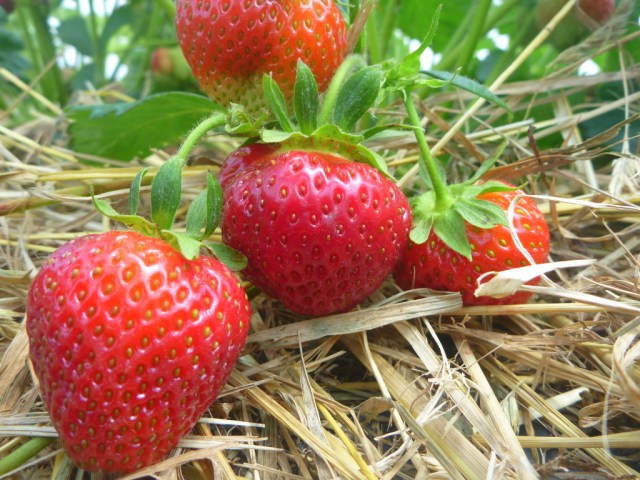 Strawberries are here! Now!