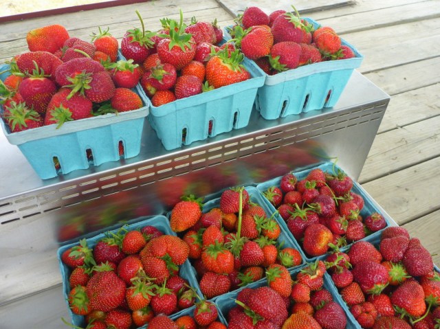 Fresh-picked strawberries!