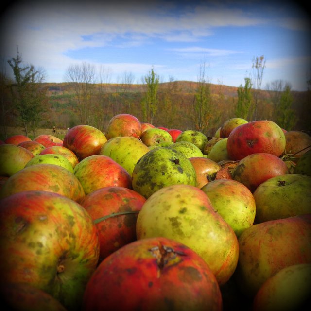 17-bramleys-in-front-of-hills