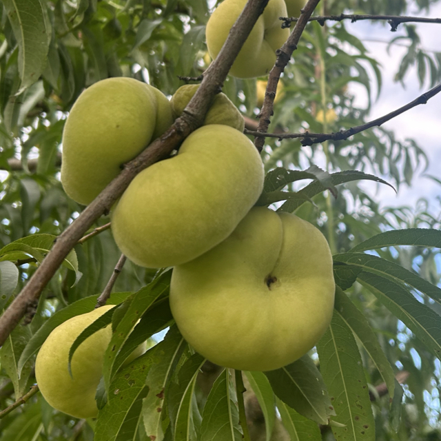 WE ARE PICKED OUT OF ROUND